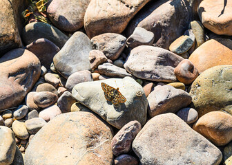 Butterfly on stony river beach. 