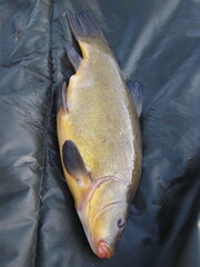 Schleie auf Abhakmatte