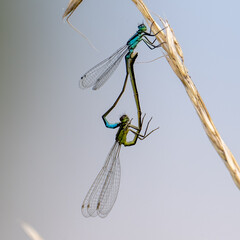 Common Blue damselflies in tandem perched on a twig