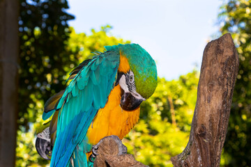 Macaw  bowing © SusanNorton