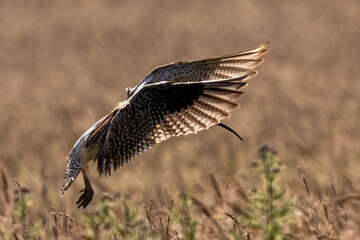 Curlew in flight with backlit wings