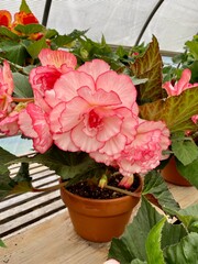 Tuberous begonia potted in greenhouse