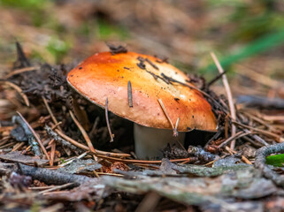 Orange mushroom in the forest 