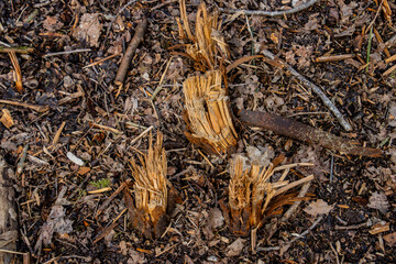 Small frayed tree stumps between fall leaves
