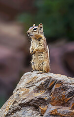 A cute chipmunk stands on a rock, brown, tan and green colors, a wildlife image showcasing the beauty of nature. 
