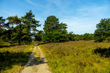 Obraz premium Ein herrliche Wanderung durch die einzigartige und farbenfrohe Landschaft der Behringer Heide - Bispingen - Niedersachsen - Deutschland