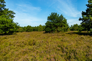 Ein herrliche Wanderung durch die einzigartige und farbenfrohe Landschaft der Behringer Heide - Bispingen - Niedersachsen - Deutschland