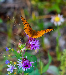 Orange butterfly on blazing star flower