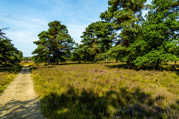 Ein herrliche Wanderung durch die einzigartige und farbenfrohe Landschaft der Behringer Heide - Bispingen - Niedersachsen - Deutschland