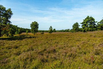 Ein herrliche Wanderung durch die einzigartige und farbenfrohe Landschaft der Behringer Heide - Bispingen - Niedersachsen - Deutschland