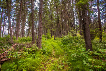 Hiking in the Saskatchewan boreal forest 