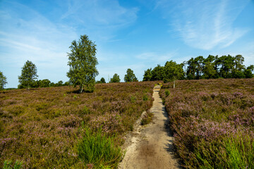 Ein herrliche Wanderung durch die einzigartige und farbenfrohe Landschaft der Behringer Heide -...