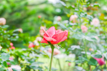Multicolored rose in flower garden,Сolorful roses in rose garden,English roses of different colors in english garden.