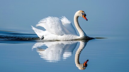 Swan Gliding on Serene Misty Lake.