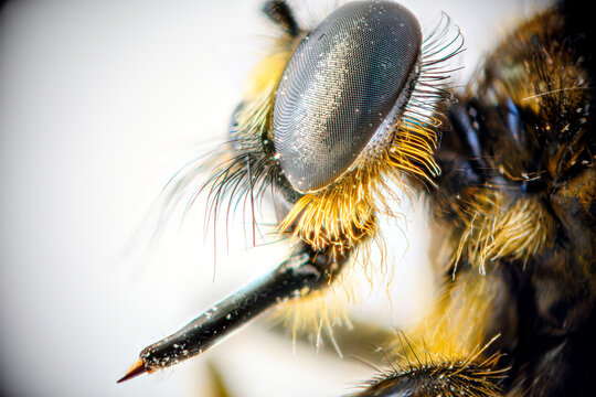 Oestridae (gadflies). Extremely close up photo of botfly. Detailed photo of botfly's head with eye and spike. On a white blurred background. Isolated. Entomology concept.	