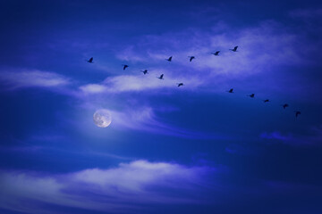 Obraz premium Canada geese migrating at night.