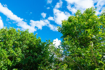 Tree branch on blue sky background ,Summer background concept,home garden in vacation time.