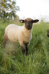 sheep and lamb