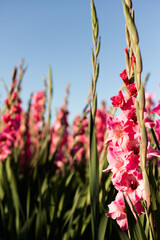 Pink gladioli on the field. Growing gladioli for sale. Field of Flowers
