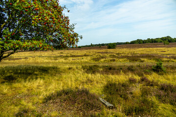 Ein herrliche Wanderung durch die einzigartige und farbenfrohe Landschaft der Behringer Heide - Bispingen - Niedersachsen - Deutschland