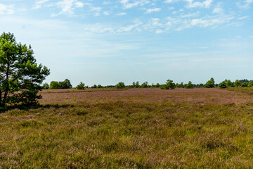 Ein herrliche Wanderung durch die einzigartige und farbenfrohe Landschaft der Behringer Heide -...