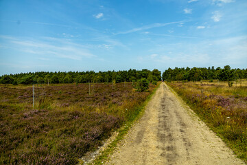 Ein herrliche Wanderung durch die einzigartige und farbenfrohe Landschaft der Behringer Heide - Bispingen - Niedersachsen - Deutschland