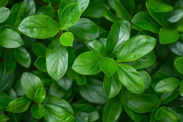 A macro close-up photo of the green leaves of the houseplant stephanotis jasmine. New leaf shoots. Copy space for text. Beautiful simple AI generated image in 4K, unique.