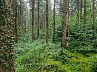 German Forest
