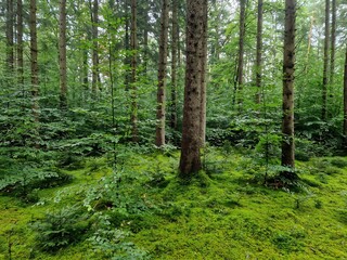 Fototapeta premium German Forest