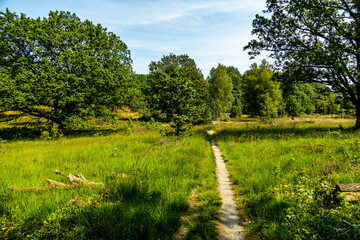 Ein herrliche Wanderung durch die einzigartige und farbenfrohe Landschaft der Behringer Heide -...