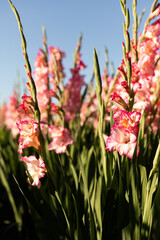Pink gladioli on the field. Growing gladioli for sale. Field of Flowers