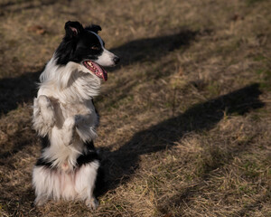 A border collie dog makes a command to serve in the park in autumn. 