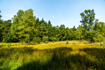 Ein herrliche Wanderung durch die einzigartige und farbenfrohe Landschaft der Behringer Heide - Bispingen - Niedersachsen - Deutschland