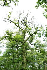 green tree in the forest
