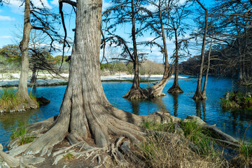 Image of bald cypress trees in Frio  river. Slender trunks, leafless, reaching towards sky in Garner State Park, Texas, USA