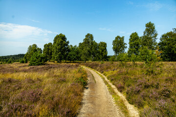 Ein herrliche Wanderung durch die einzigartige und farbenfrohe Landschaft der Behringer Heide - Bispingen - Niedersachsen - Deutschland