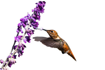 Allen's Hummingbird (Selasphorus sasin) Photo, in Flight, Feeding on Mexican Bush Sage (Salvia leucantha), Over a Transparent, Isolated PNG Background