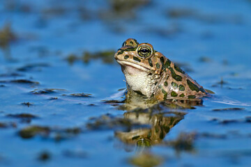 Wechselkröte // European green toad (Bufotes viridis) - Yliki-See, Griechenland