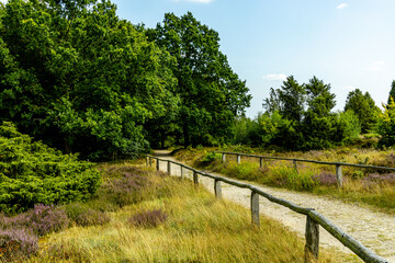 Ein herrliche Wanderung durch die einzigartige und farbenfrohe Landschaft der Behringer Heide -...
