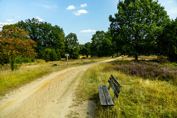 Obraz premium Ein herrliche Wanderung durch die einzigartige und farbenfrohe Landschaft der Behringer Heide - Bispingen - Niedersachsen - Deutschland