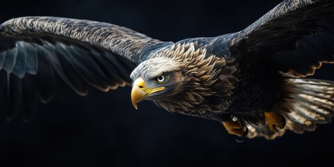 Obraz premium A large bird of prey soaring through the sky