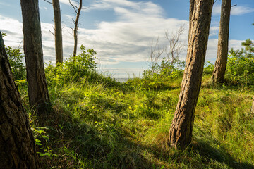 Las na wydmie, pomorze zachodnie, morze bałtyckie, ustronie morskie. © MarcinRoj.Fotografia
