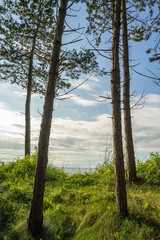 Las na wydmie, pomorze zachodnie, morze bałtyckie, ustronie morskie. © MarcinRoj.Fotografia