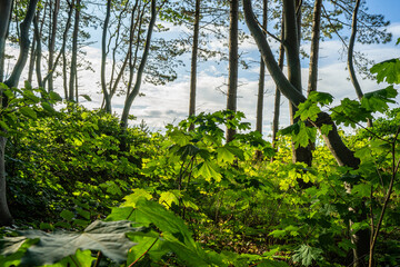 Las na wydmie, pomorze zachodnie, morze bałtyckie, ustronie morskie. © MarcinRoj.Fotografia
