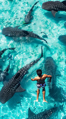 Swimming among whale sharks in tropical paradise