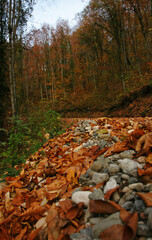 Yenice Forests is in Karabuk, Turkey.
