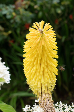 kniphofia, imposante vivace aussi appel&eacute;e tison de Satan