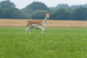 Damwild auf der Weide