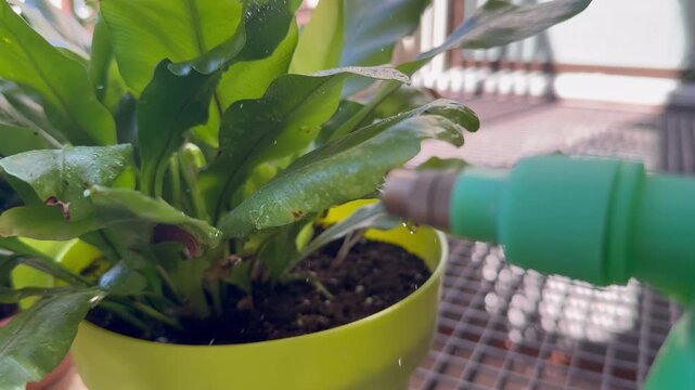 Watering a potted asplenium nidus on a sunny balcony