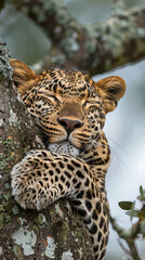 Fototapeta premium Peaceful leopard sleeping in tree, African jungle